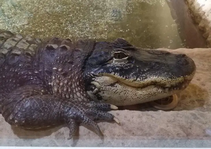 Reptilarium du Larzac
